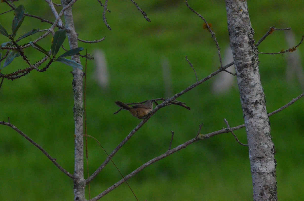 Plain Thornbird - ML657290695