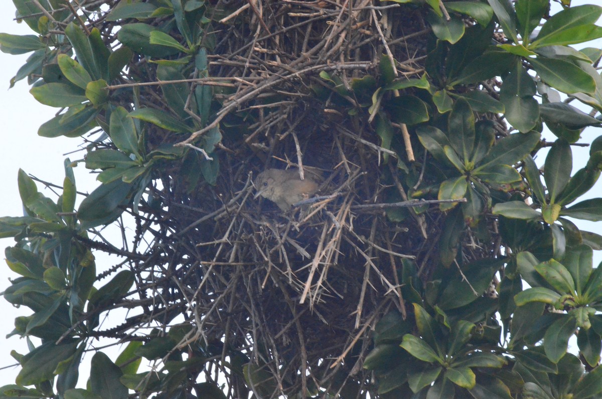 Plain Thornbird - ML657290696