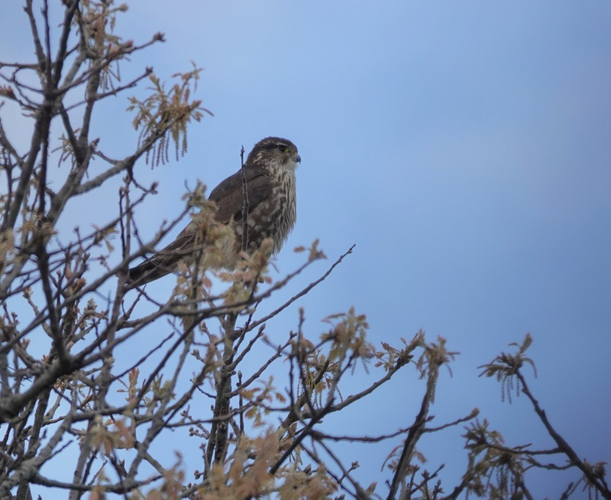 コチョウゲンボウ（columbarius） - ML657290995