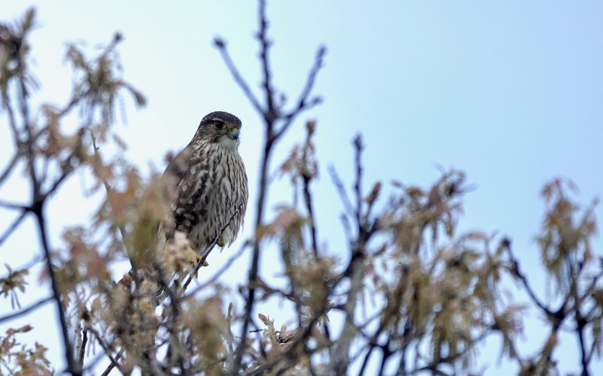 コチョウゲンボウ（columbarius） - ML657290996