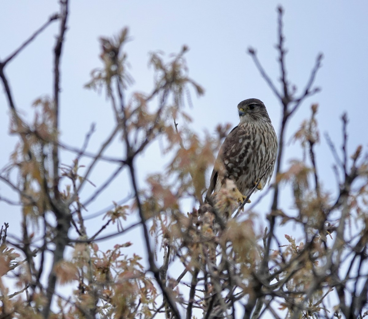 コチョウゲンボウ（columbarius） - ML657290998