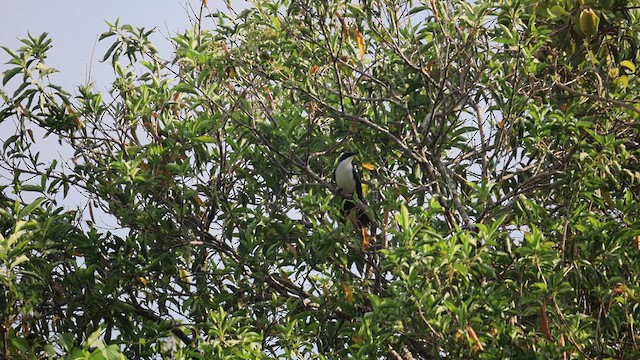 hvitbukspottefugl - ML657292065