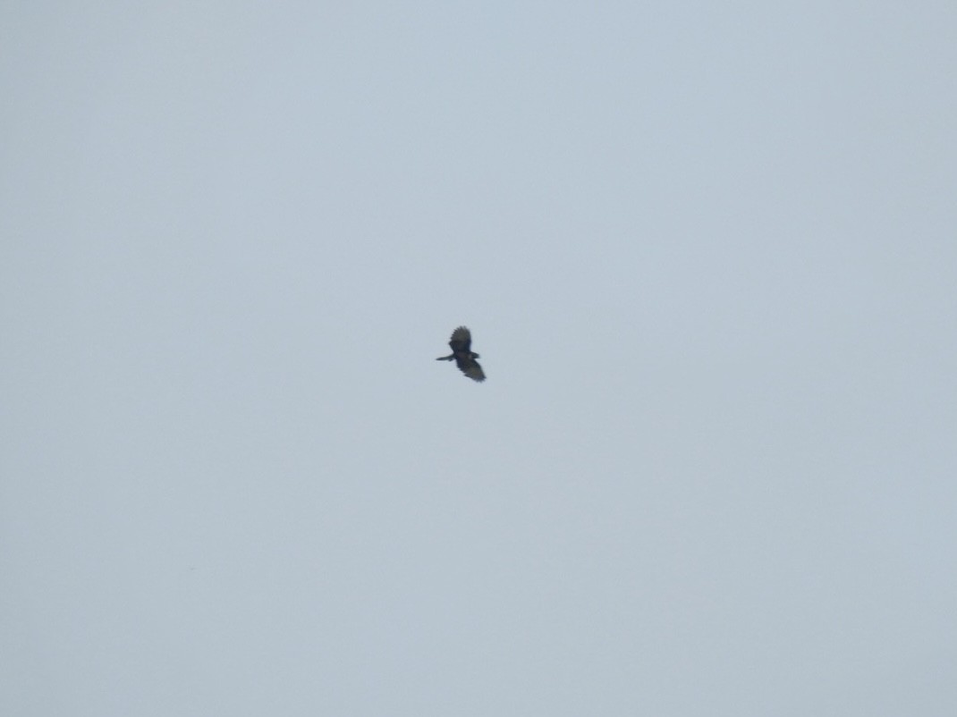 Black Baza - ML657292665