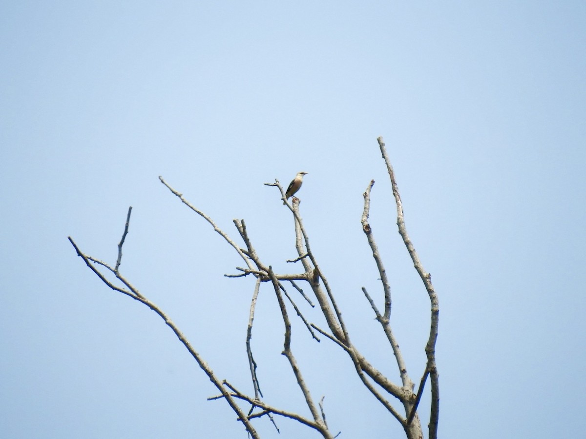 Vinous-breasted Myna - ML657292676