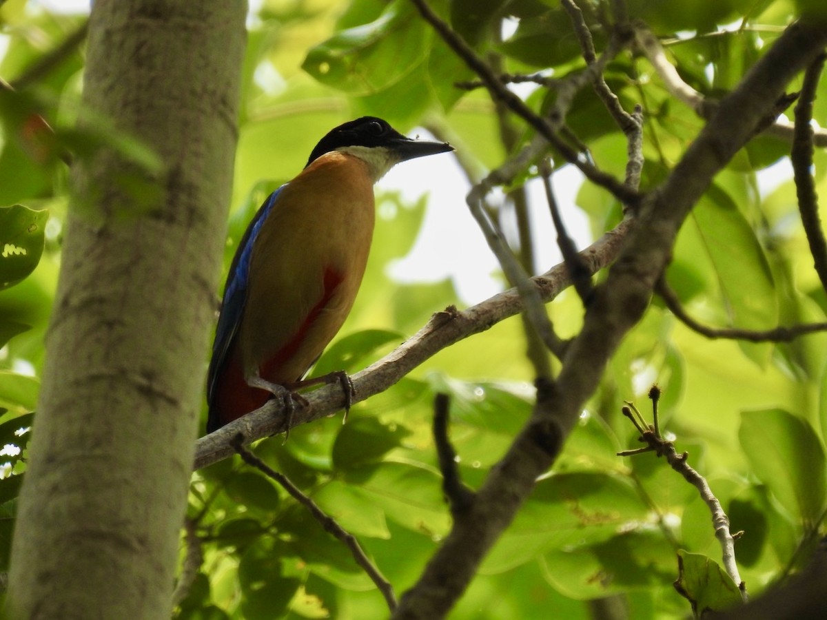 Blue-winged Pitta - ML657292811