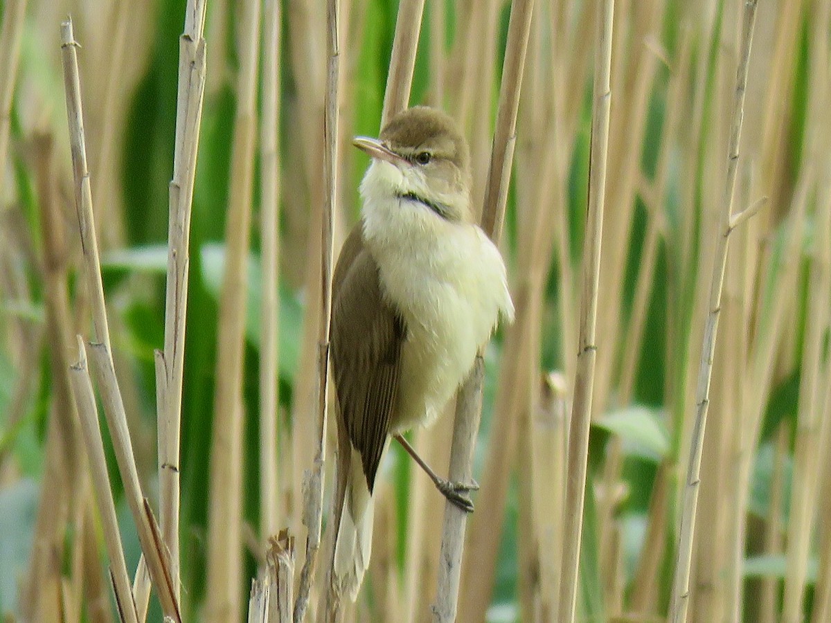 Great Reed Warbler - ML657293257