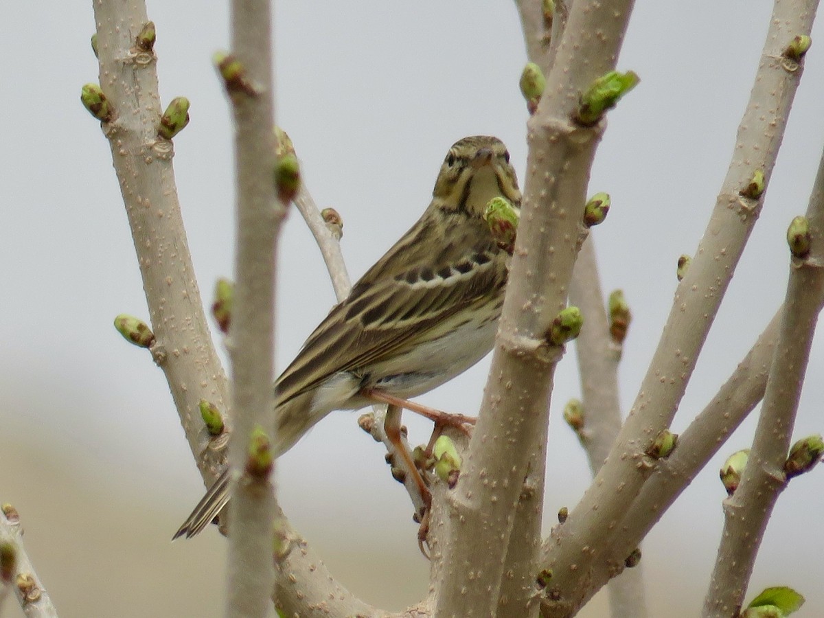 Tree Pipit - ML657293279