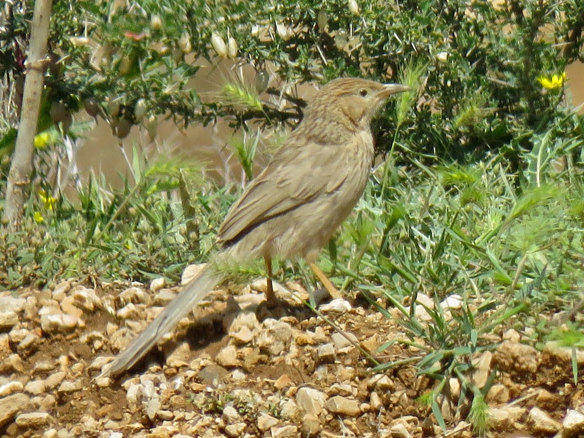 Afghan Babbler - ML657293339