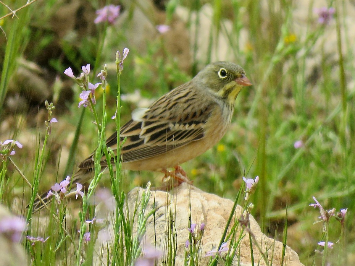 Ortolan Bunting - ML657293431