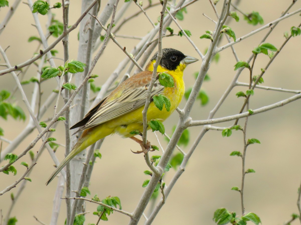 Black-headed Bunting - ML657293446