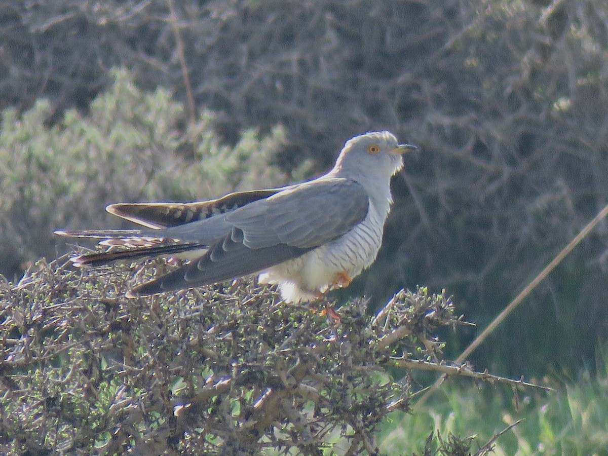 Common Cuckoo - ML657293465
