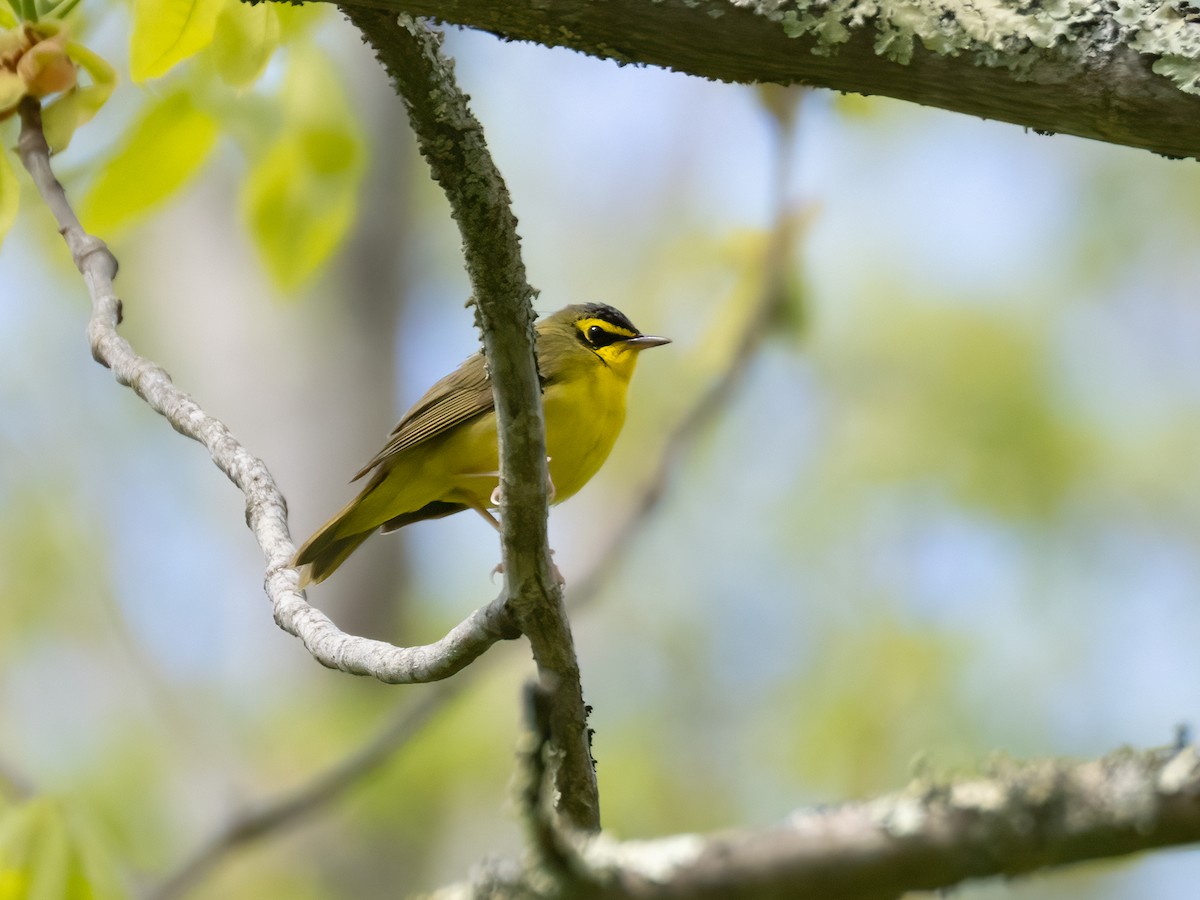 Kentucky Warbler - ML657293784