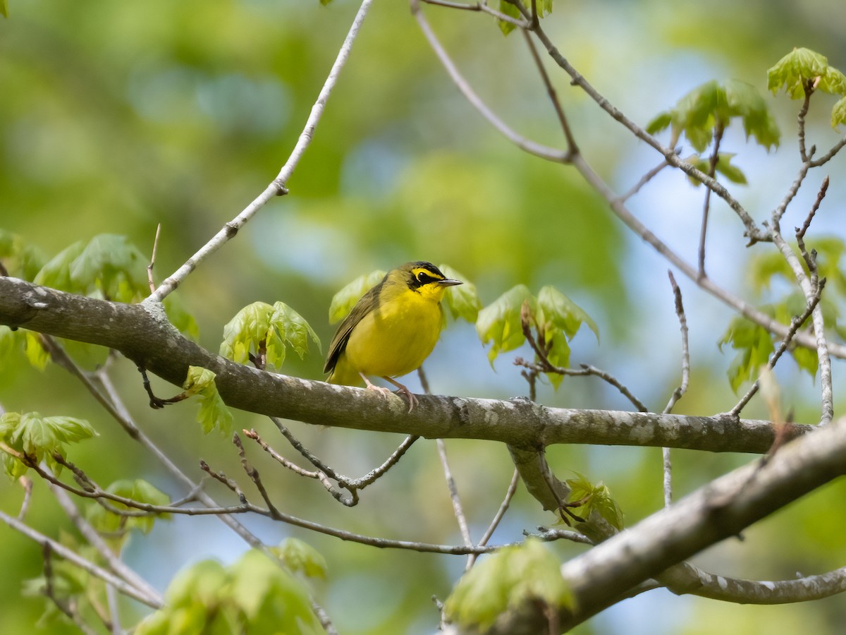 Kentucky Warbler - ML657293785