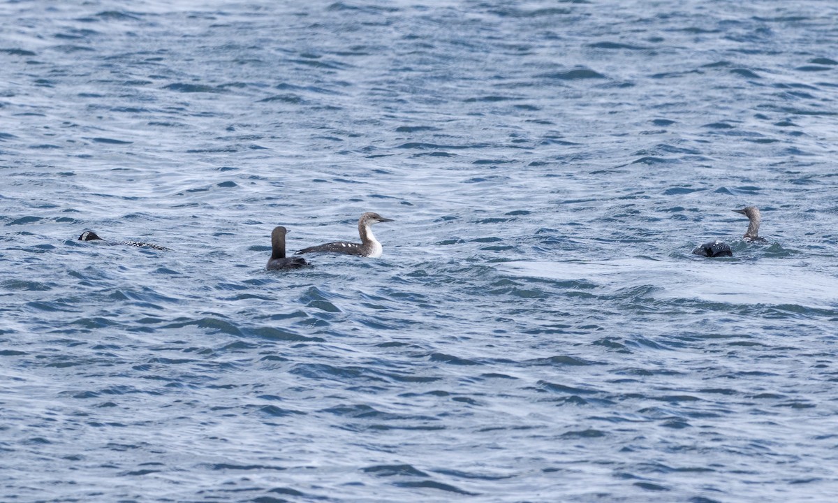 Pacific Loon - ML657294177