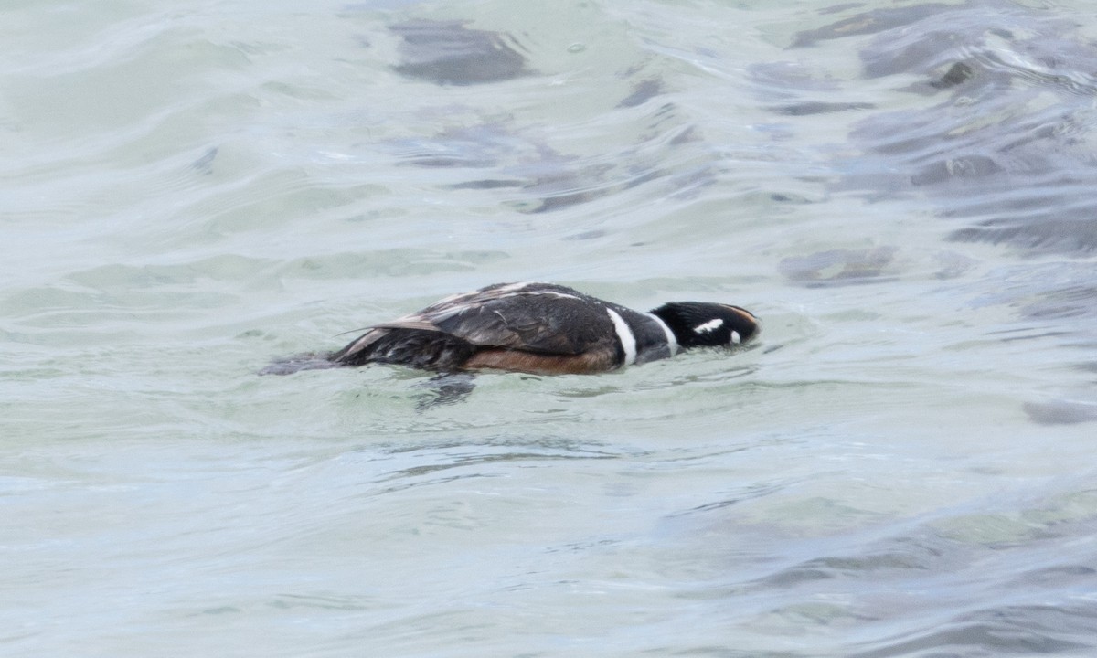 Harlequin Duck - ML657294234