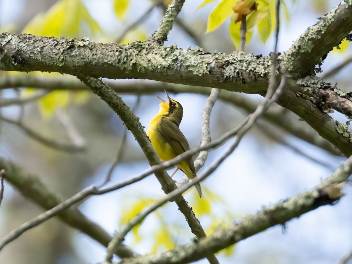 Kentucky Warbler - ML657294261
