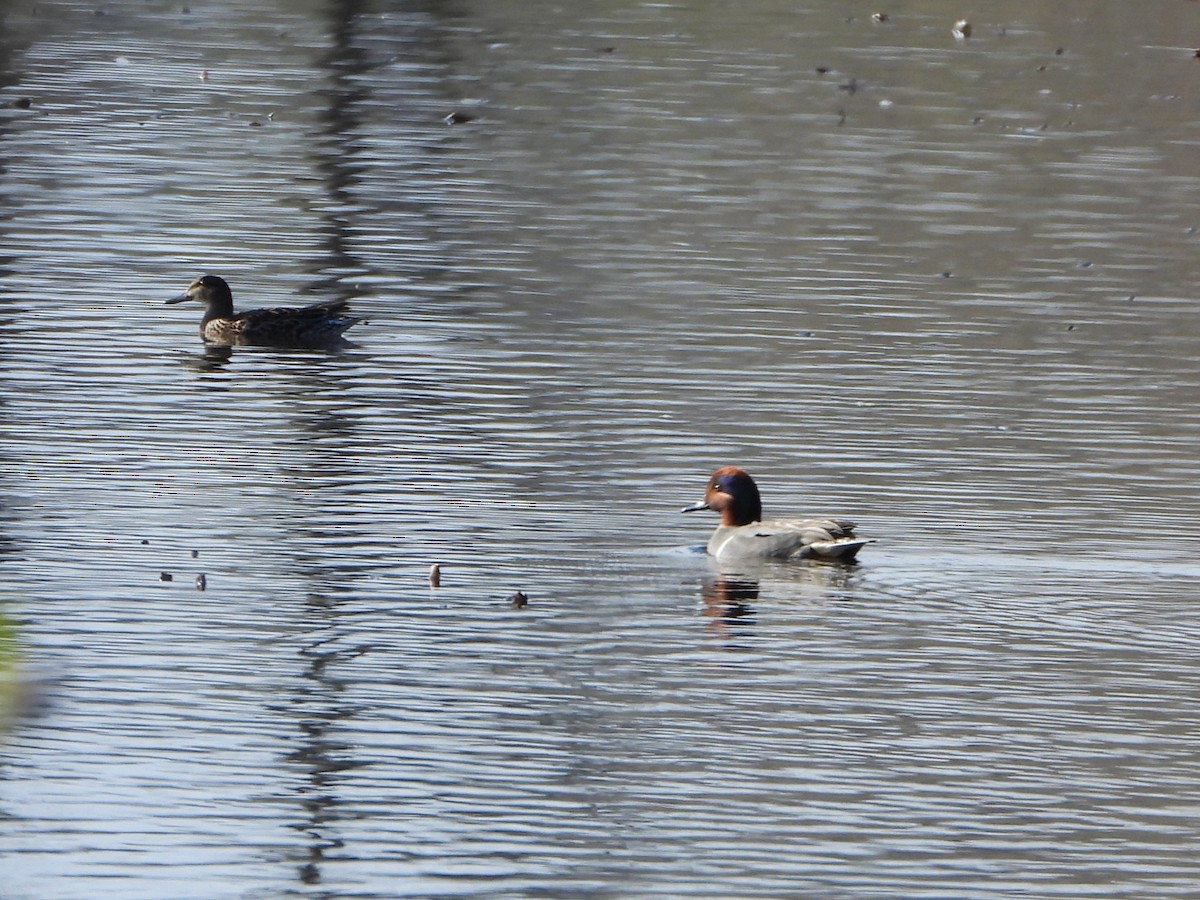 Green-winged Teal - ML657294293