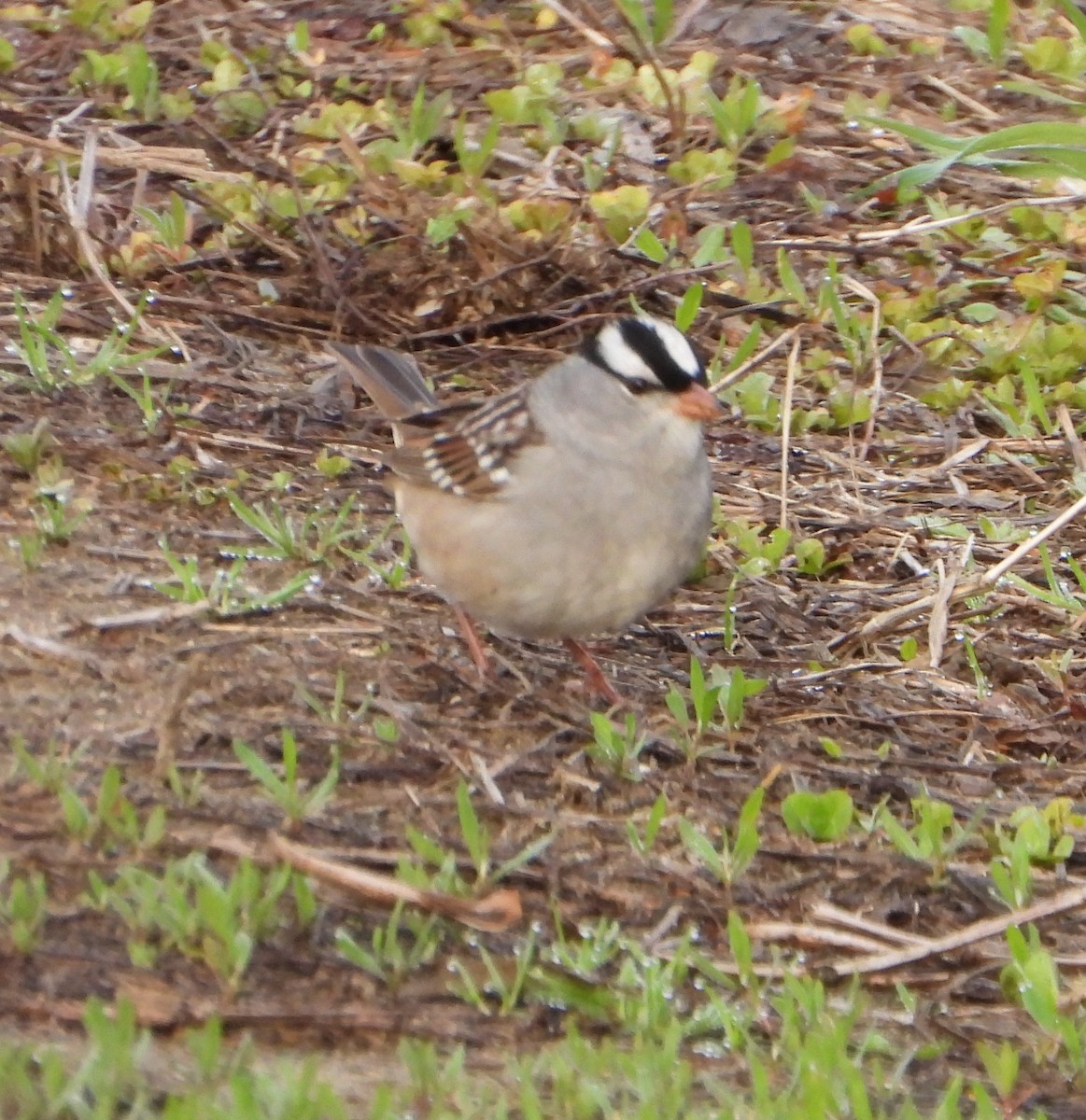 White-crowned Sparrow - ML657294359