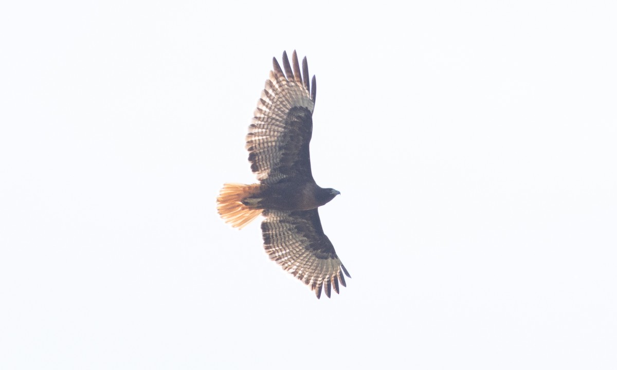 Red-tailed Hawk (calurus/alascensis) - ML657294784