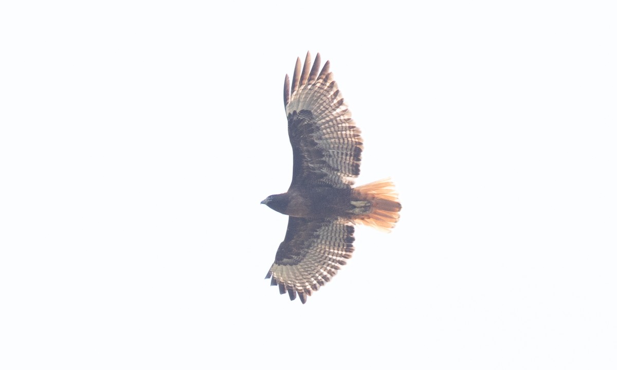 Red-tailed Hawk (calurus/alascensis) - ML657294785