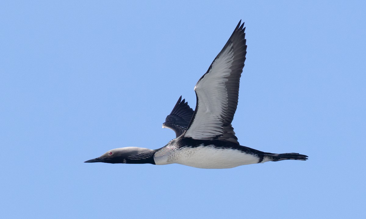 Pacific Loon - ML657295120