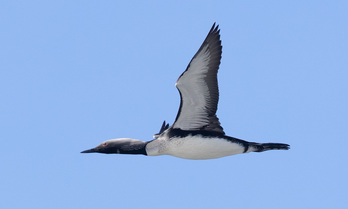 Pacific Loon - ML657295121