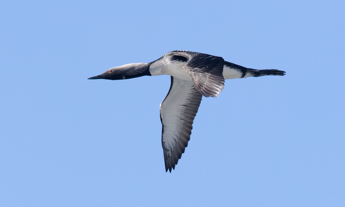 Pacific Loon - ML657295122