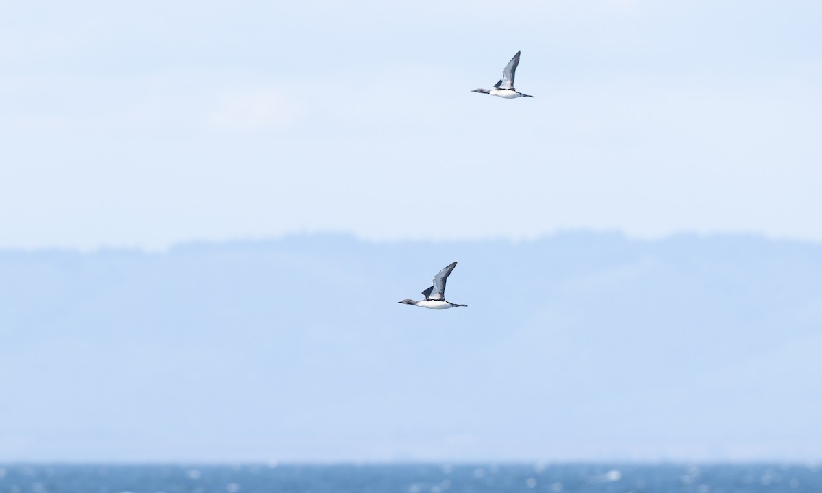 Pacific Loon - ML657295147