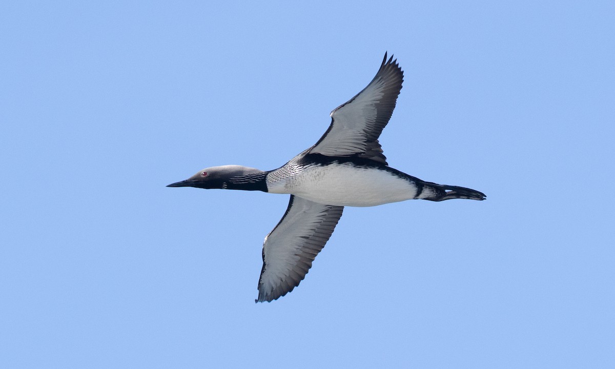 Pacific Loon - ML657295150