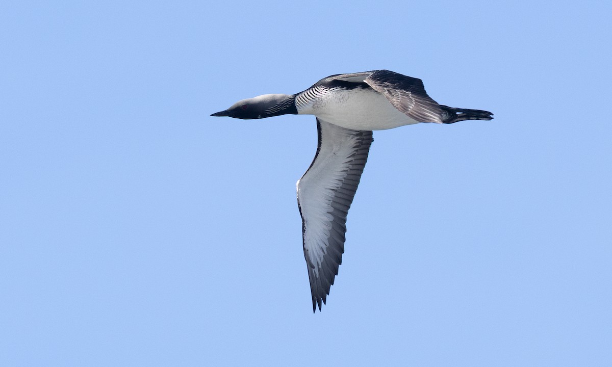 Pacific Loon - ML657295151