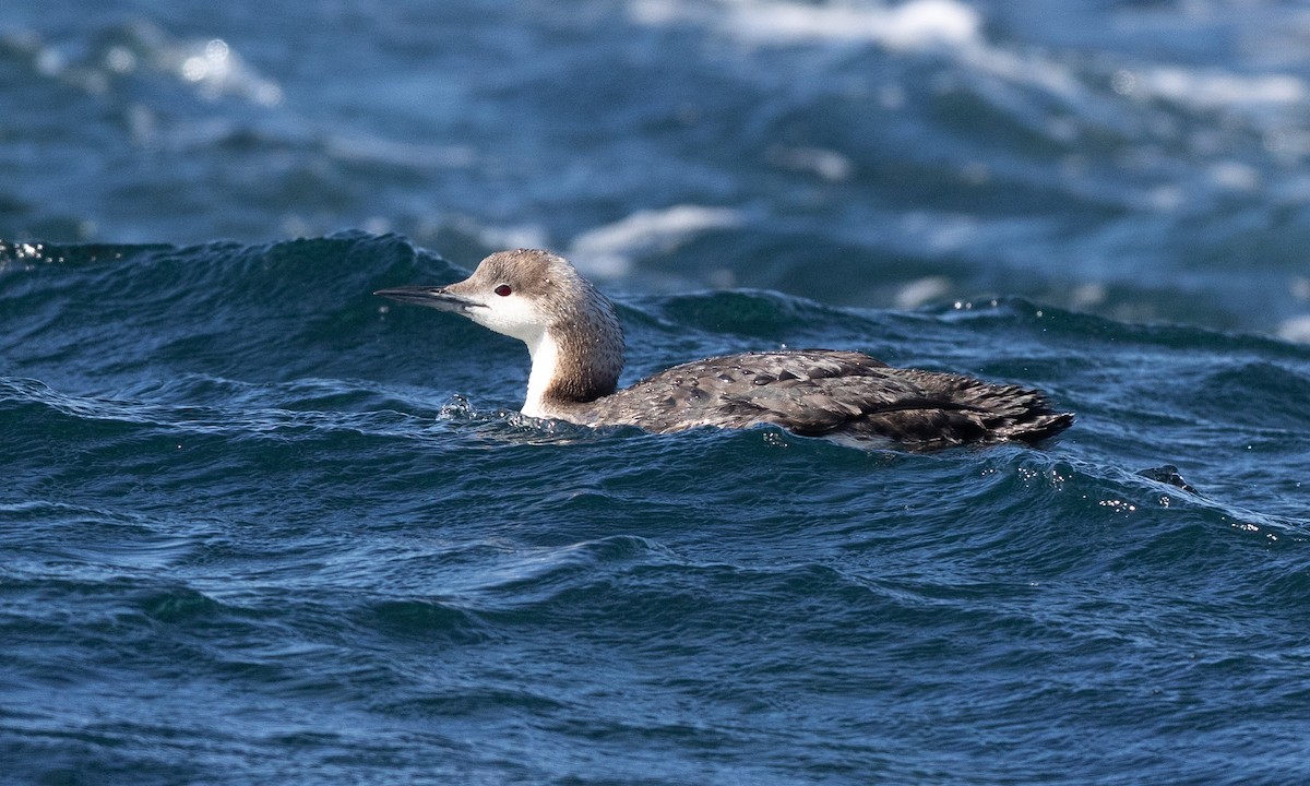 Pacific Loon - ML657295152