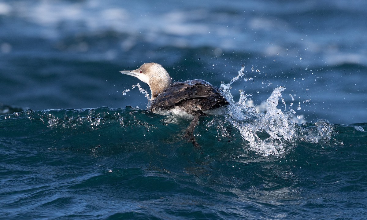 Pacific Loon - ML657295153