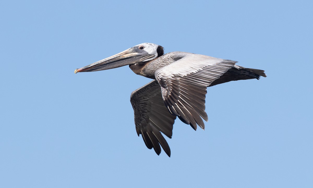 Brown Pelican (California) - ML657295172