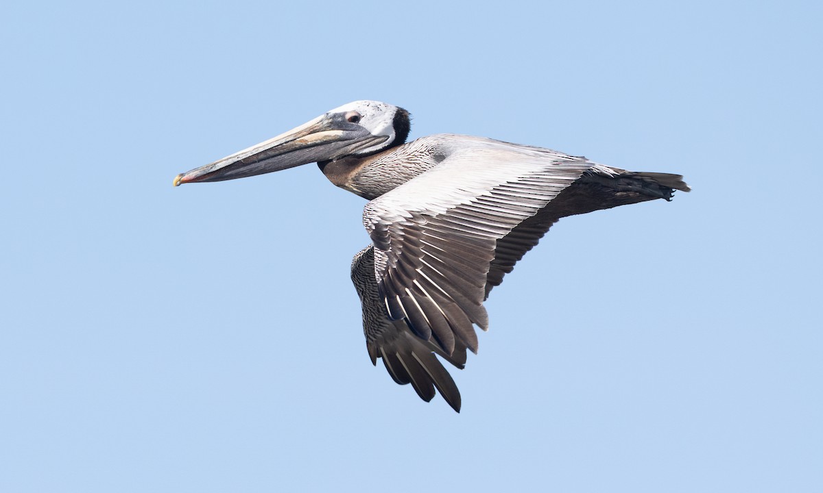 Brown Pelican (California) - ML657295173