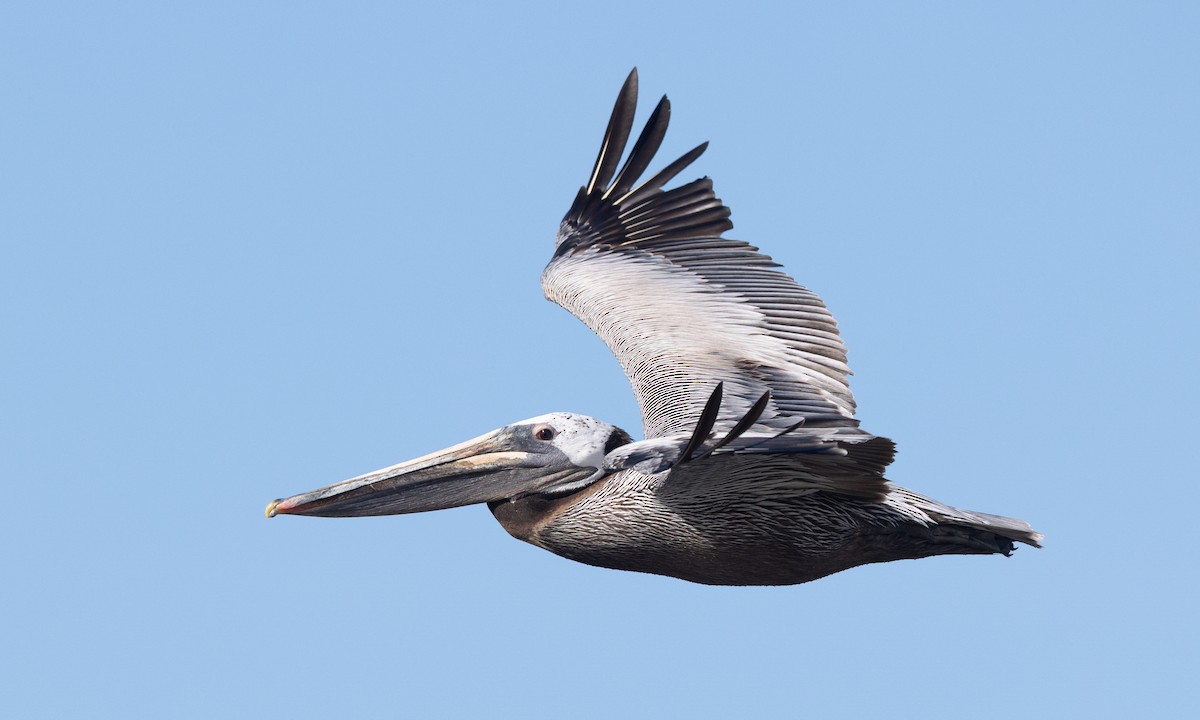 Brown Pelican (California) - ML657295174