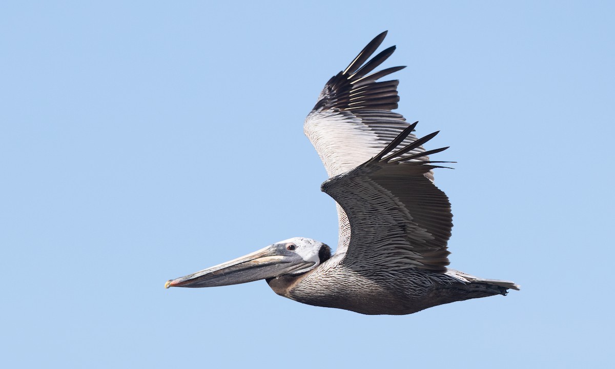 Brown Pelican (California) - ML657295175