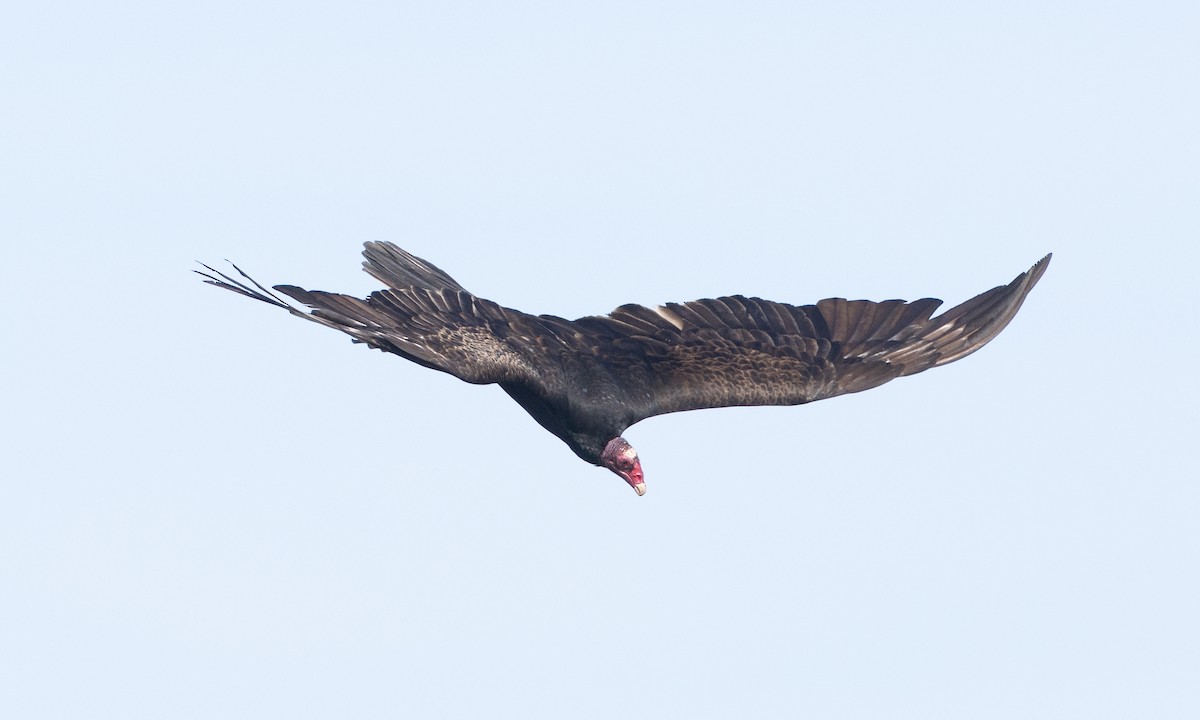 Turkey Vulture - ML657295200