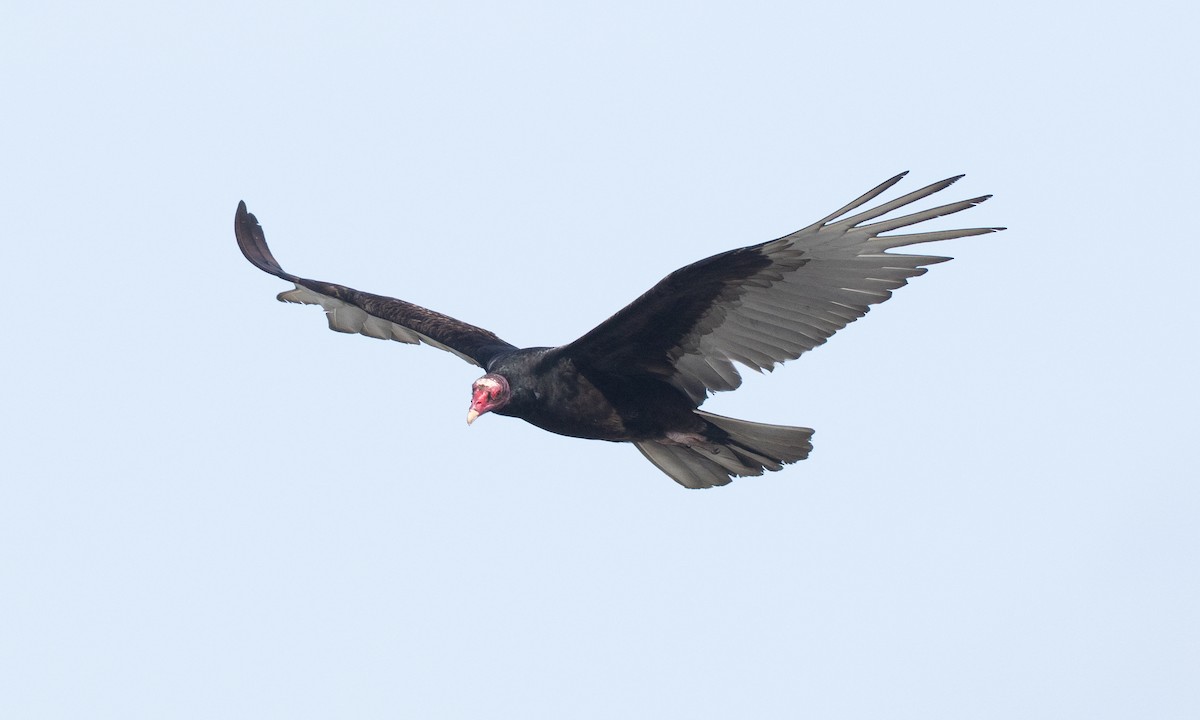 Turkey Vulture - ML657295201