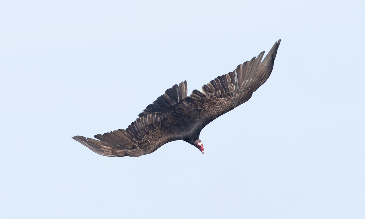 Turkey Vulture - ML657295202