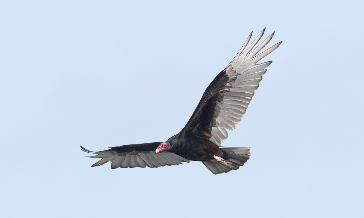 Turkey Vulture - ML657295203