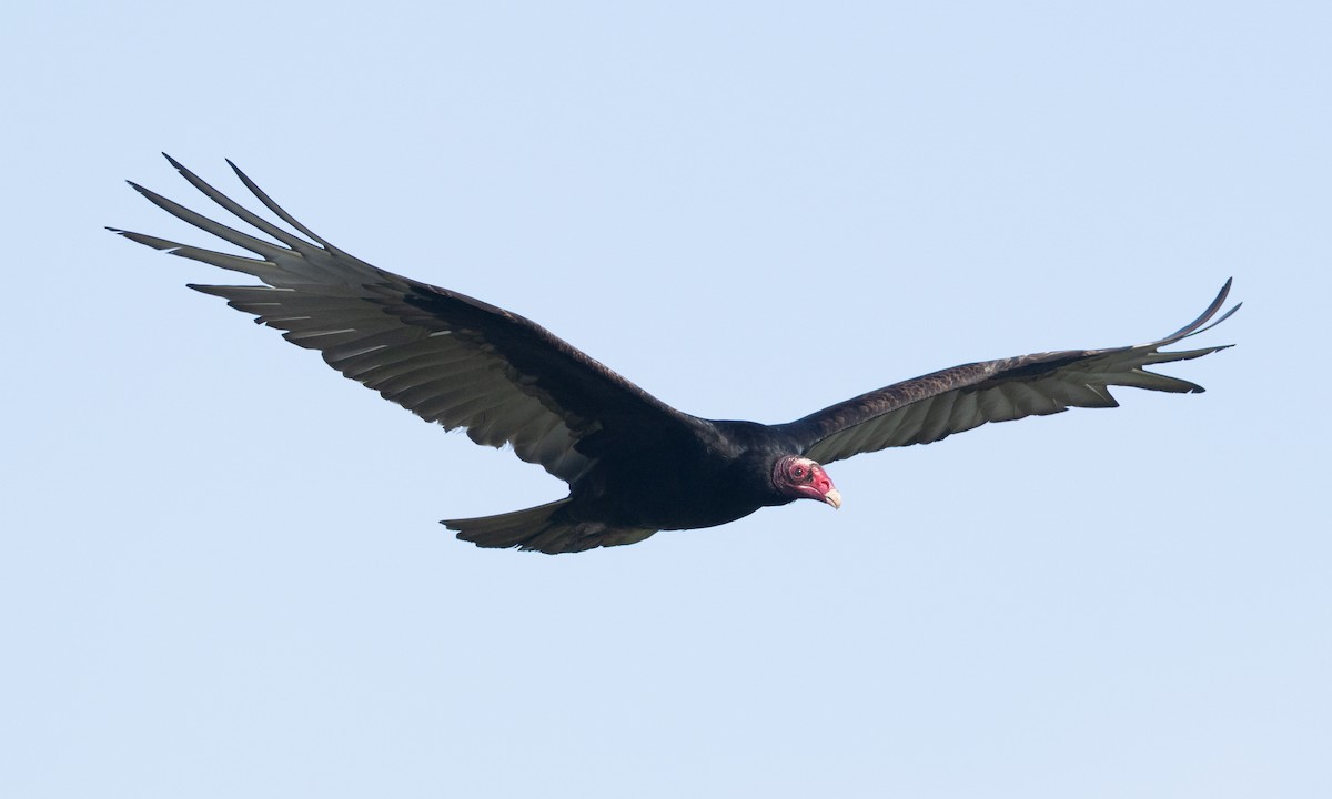 Turkey Vulture - ML657295204