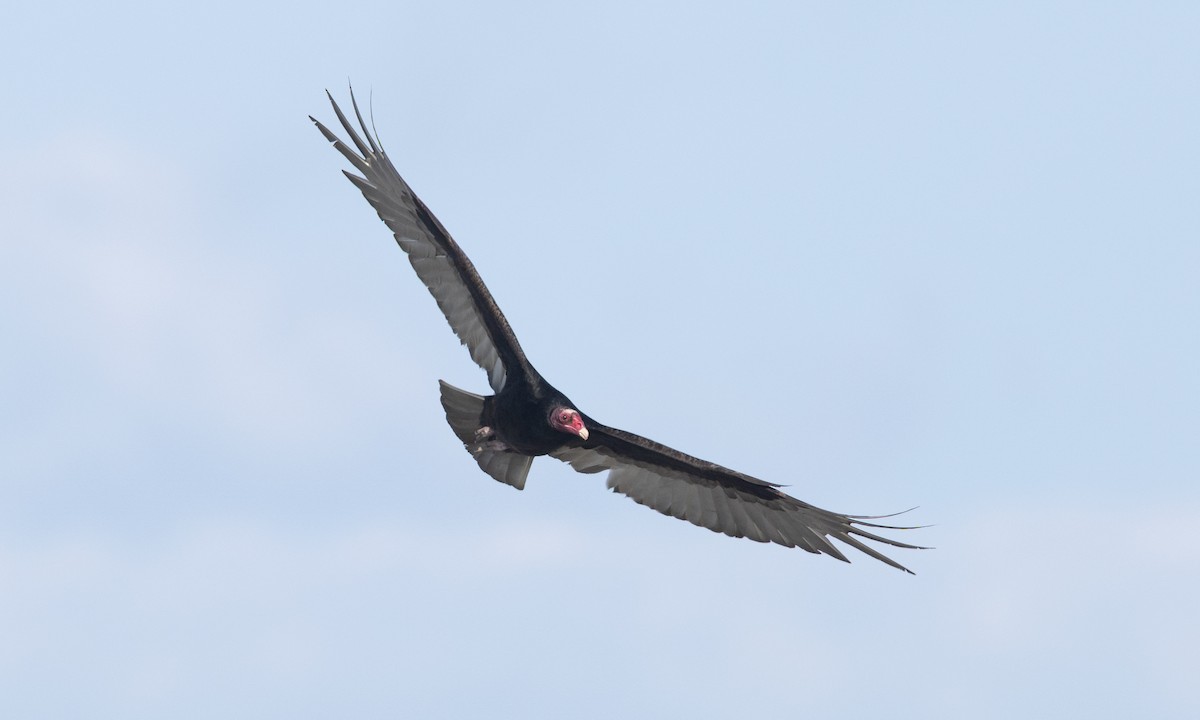Turkey Vulture - ML657295205