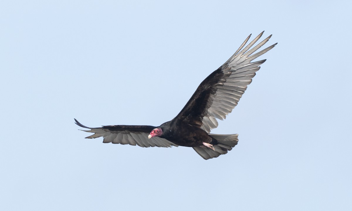 Turkey Vulture - ML657295206