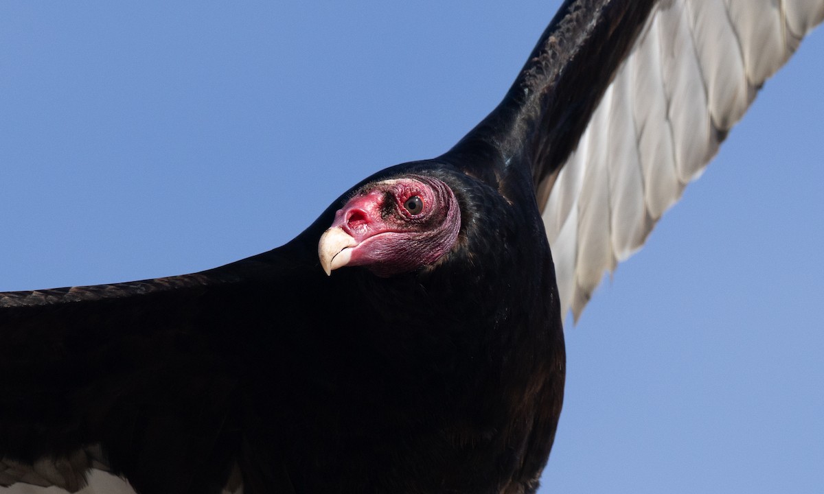Turkey Vulture - ML657295207