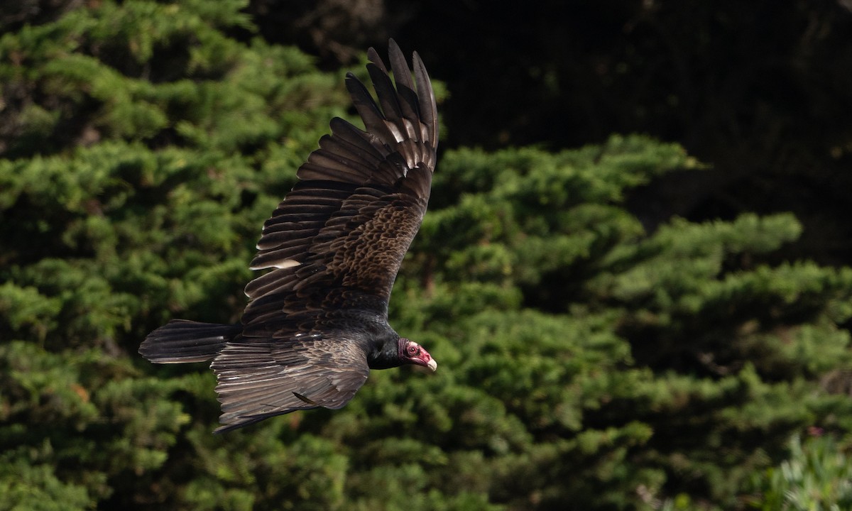 Turkey Vulture - ML657295208