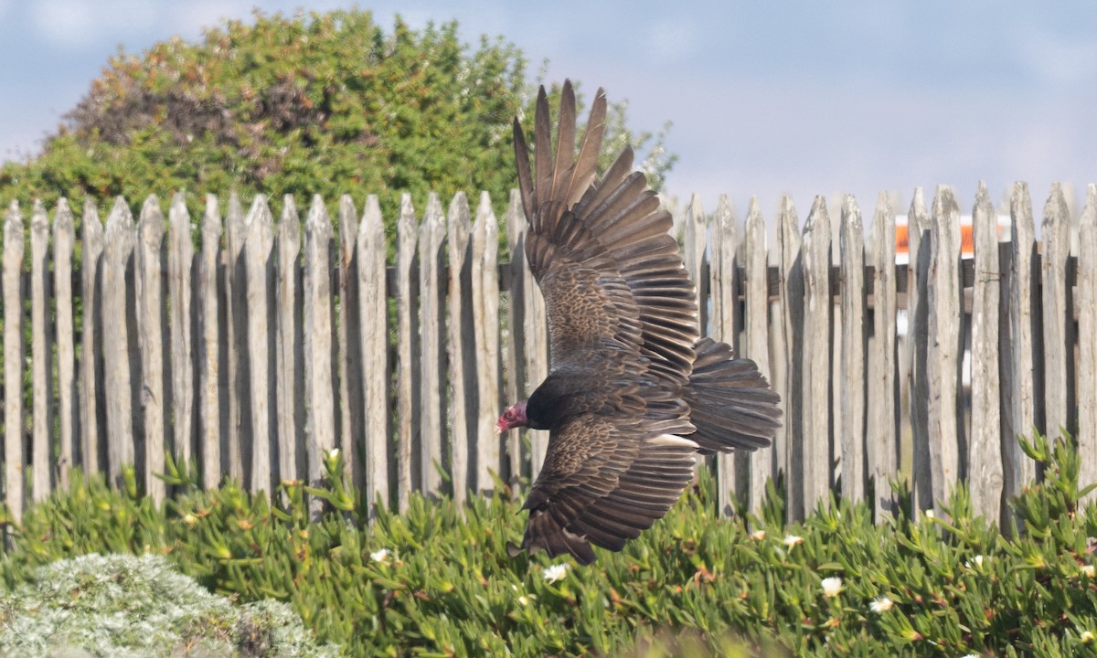 Turkey Vulture - ML657295209