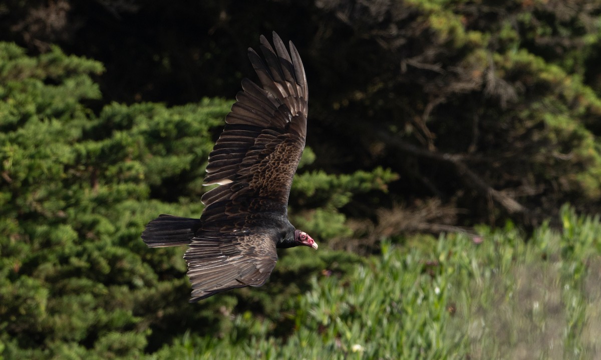 Turkey Vulture - ML657295210