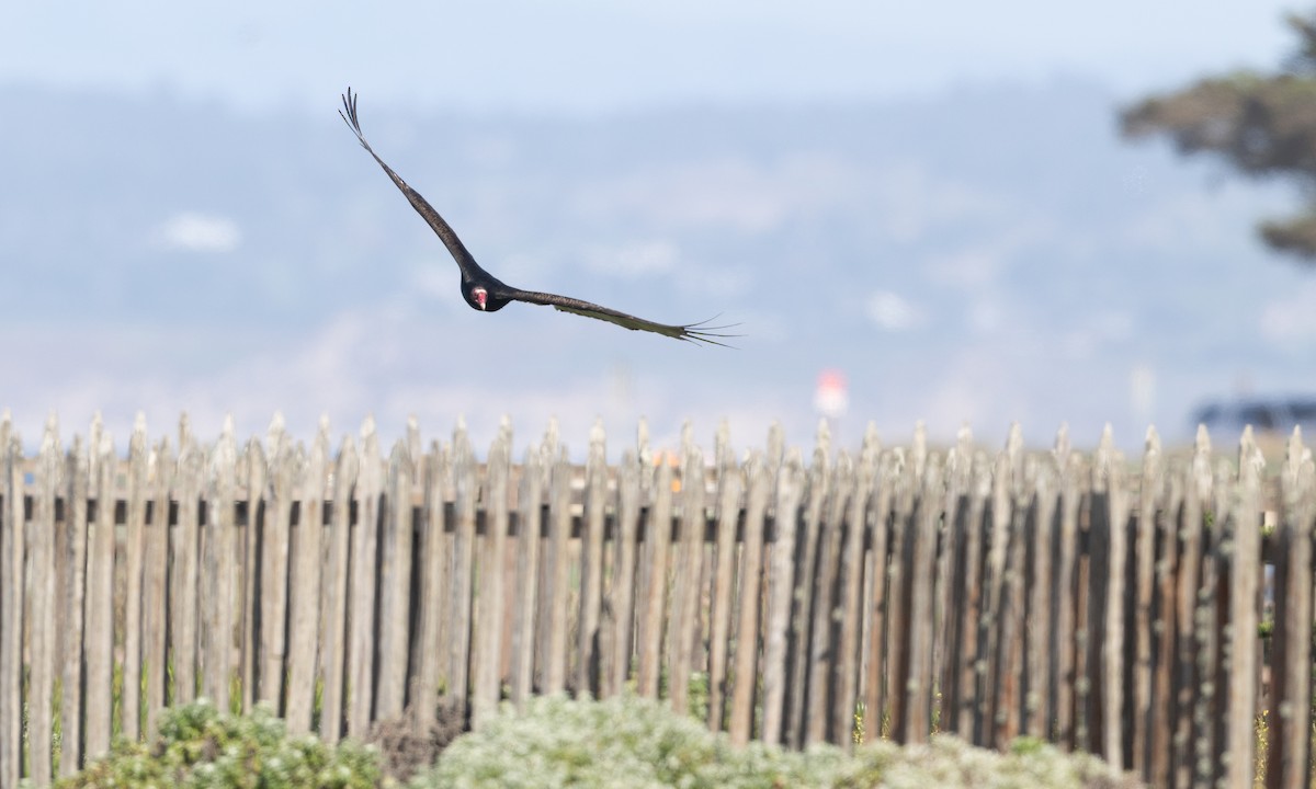 Turkey Vulture - ML657295212