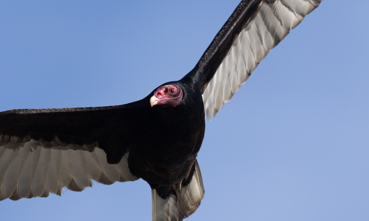 Turkey Vulture - ML657295214