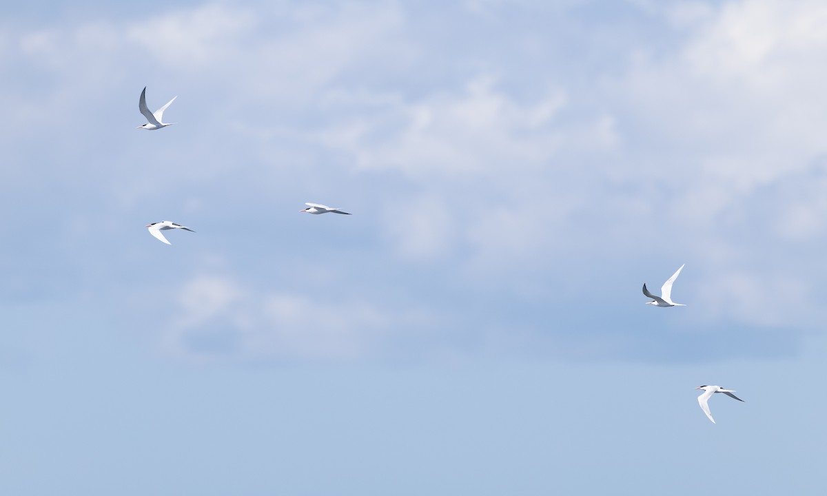 Elegant Tern - ML657295234